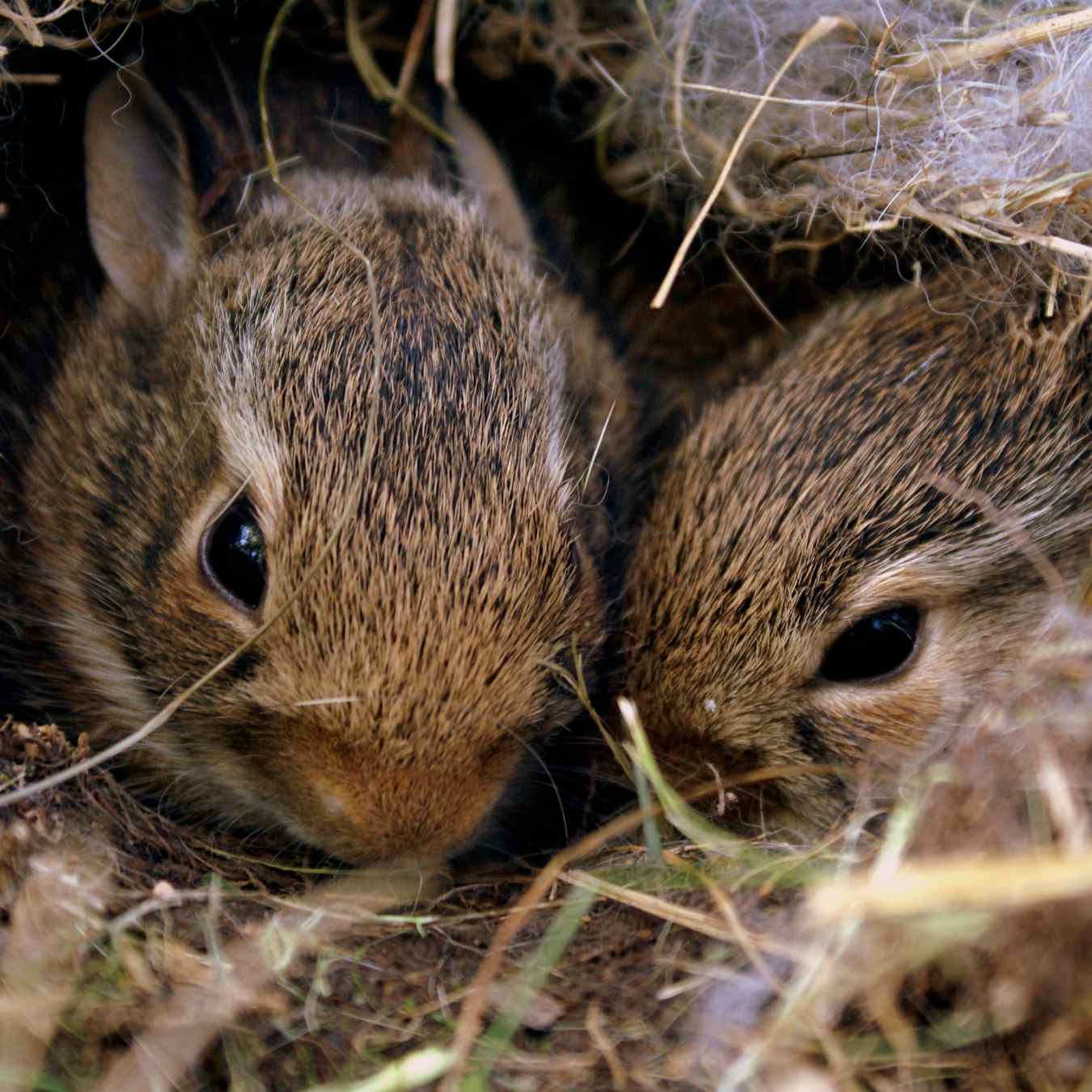 Best Rabbit Breeds For Meat Choosing The Ideal Rabbits For Meat Production