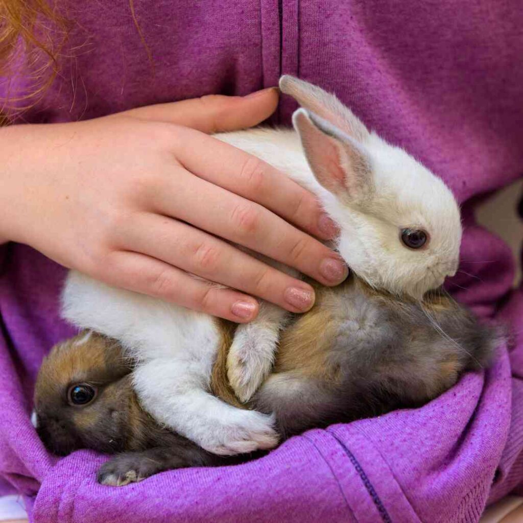 are rabbit allergies similar to cat allergies