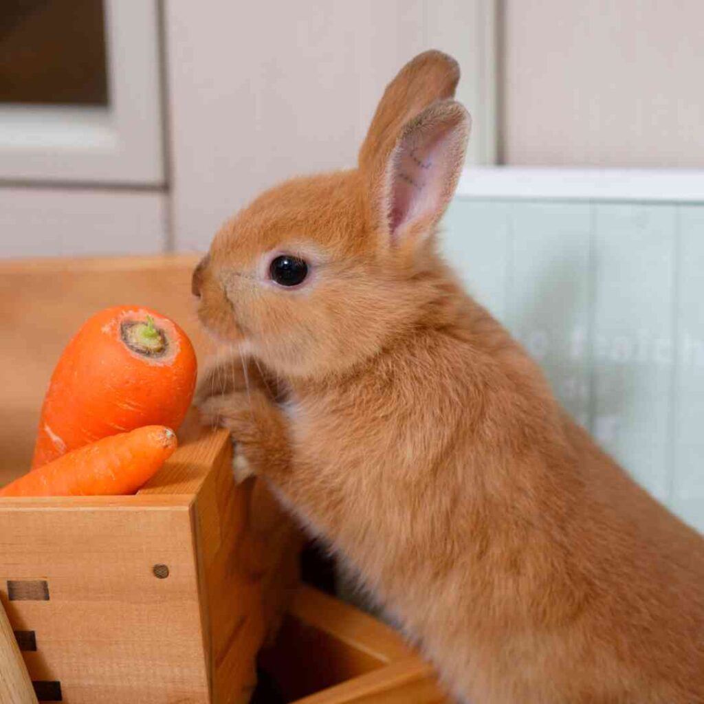 what to do when you buy a rabbit