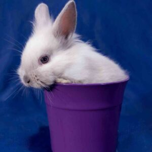 What to Buy for Your Dwarf Rabbit: A Complete Shopping Guide