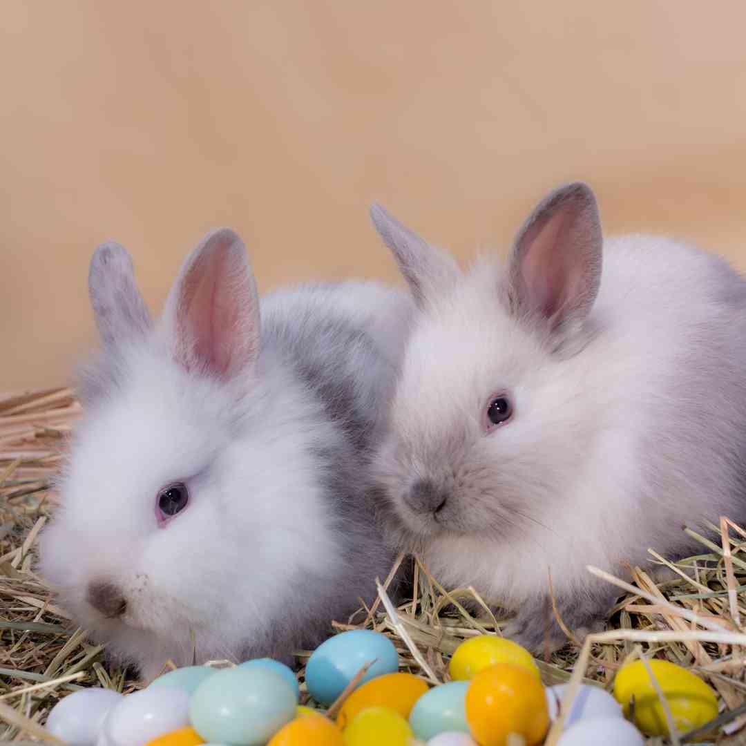 what to buy for a dwarf rabbit