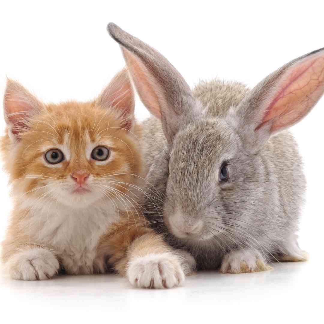 are rabbits similar to cats