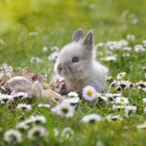 What Animals are Rabbits Related to? Exploring the Rabbit Family Tree