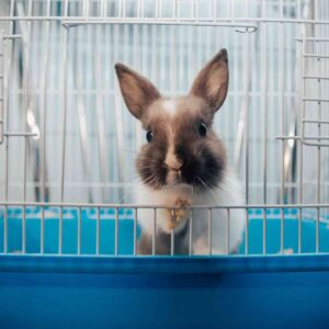 What to Do When You Bring Home a Rabbit: A Guide for New Owners