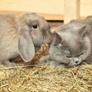 Comparing Rabbits and Cats: Differences and Similarities