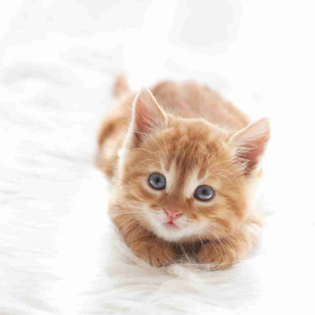 Understanding Why Cats are Preferred Over Rabbits in Vietnam: Cultural and Historical Factors