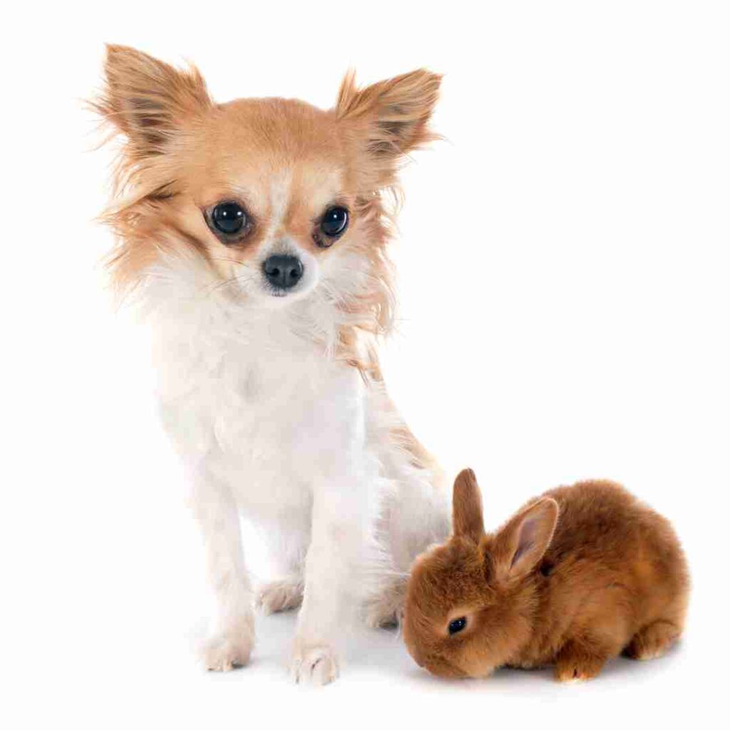 is rabbit feces harmful to dogs