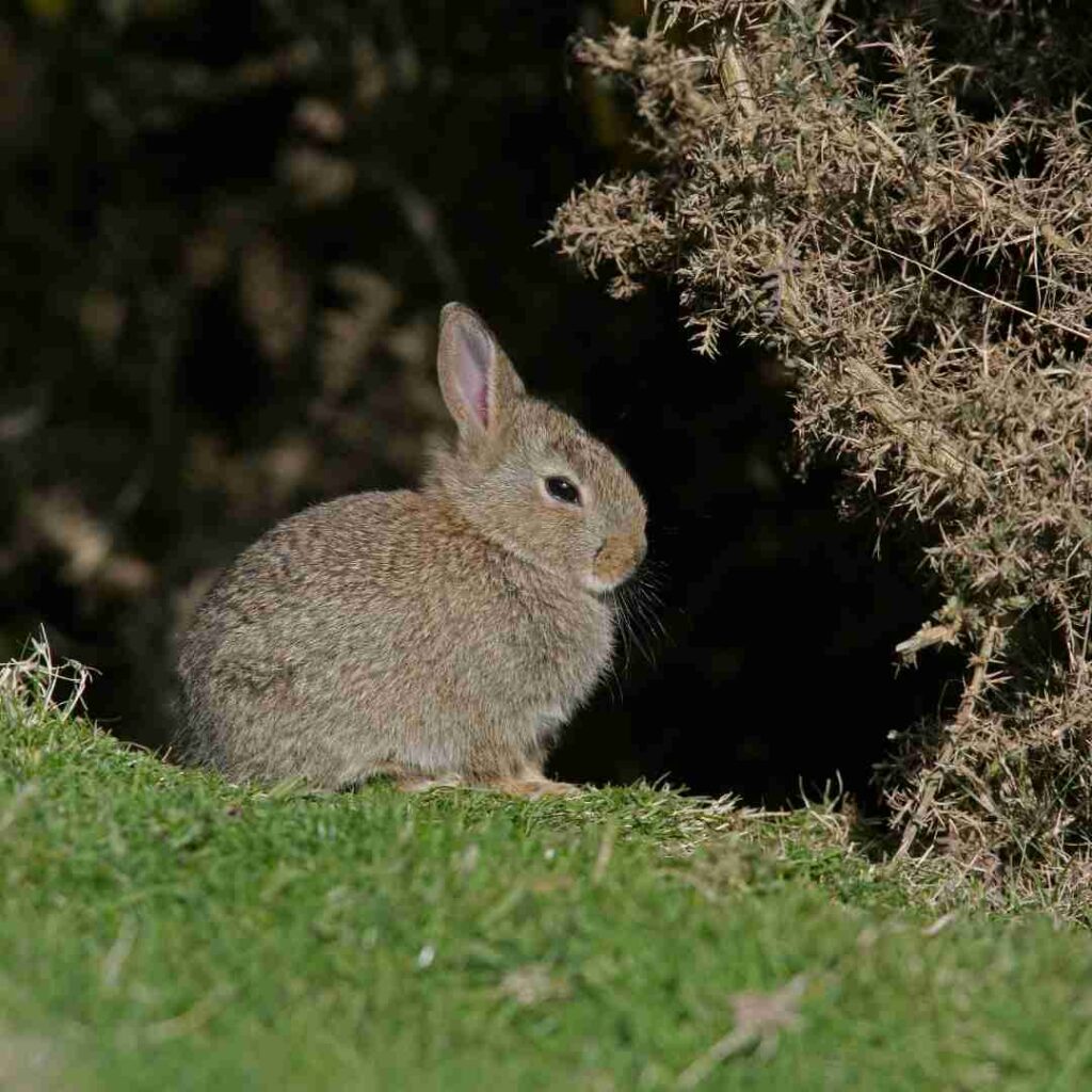 why vietnam has cat instead of rabbit