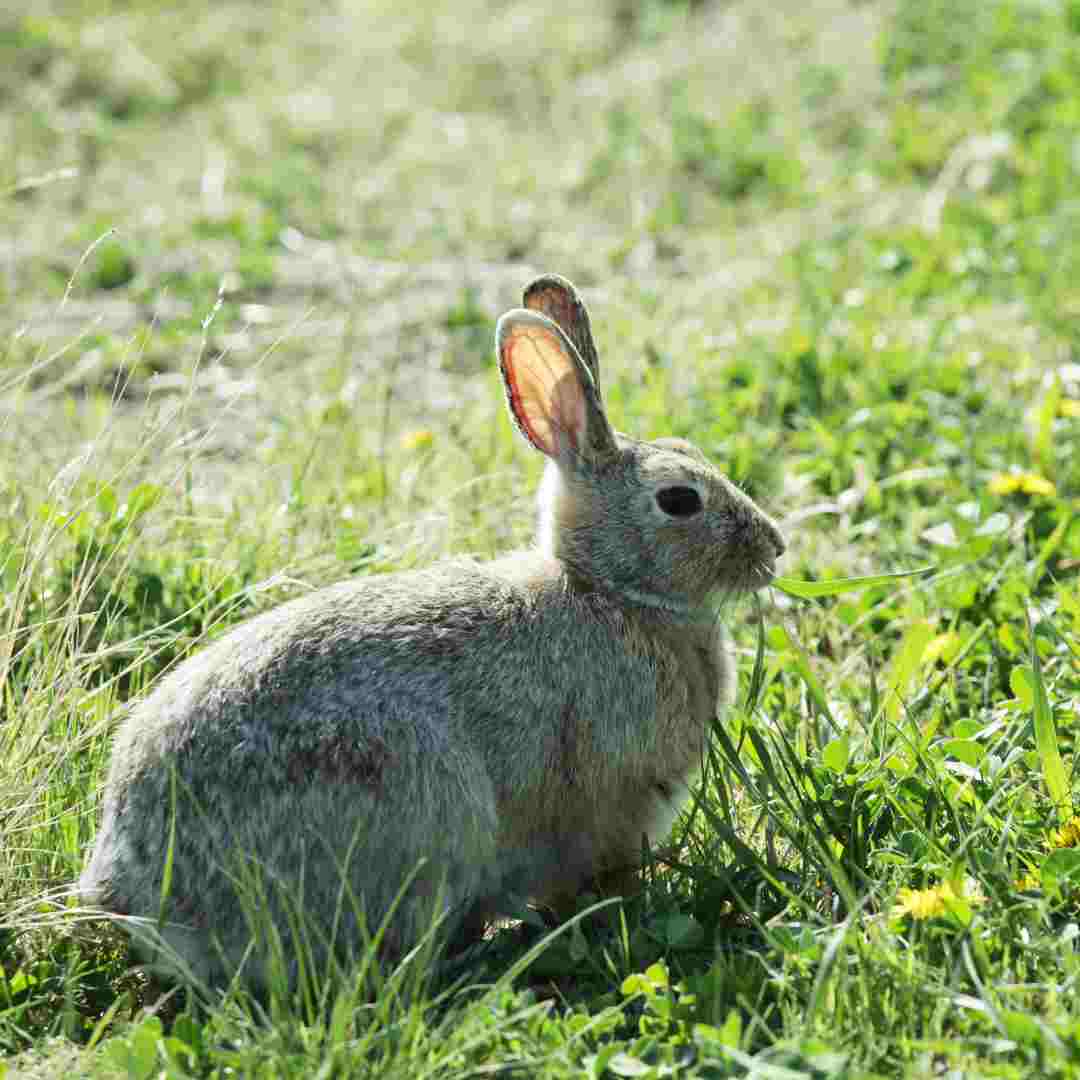 Is Rabbit Fur Soft? Exploring the Texture and Feel of Bunny Coats