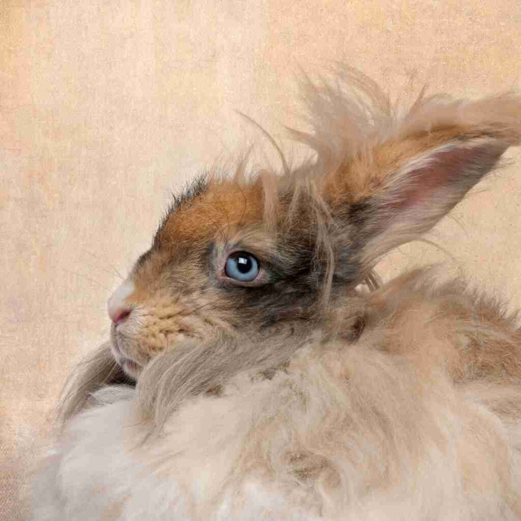 is rabbit feet good for dogs