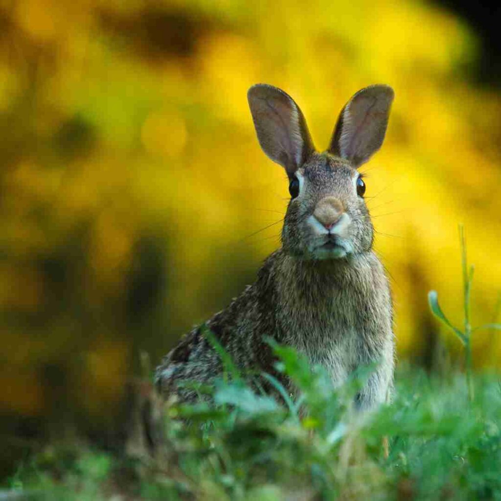 is rabbit compatible with ox