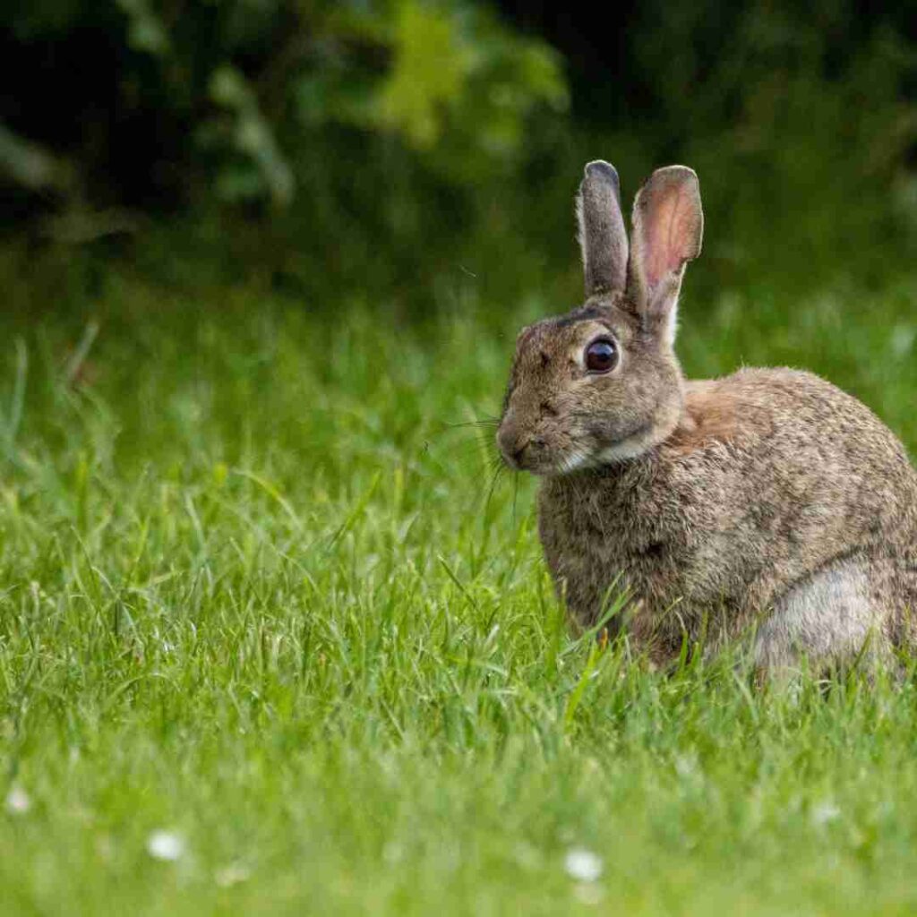 is rabbit compatible with snake