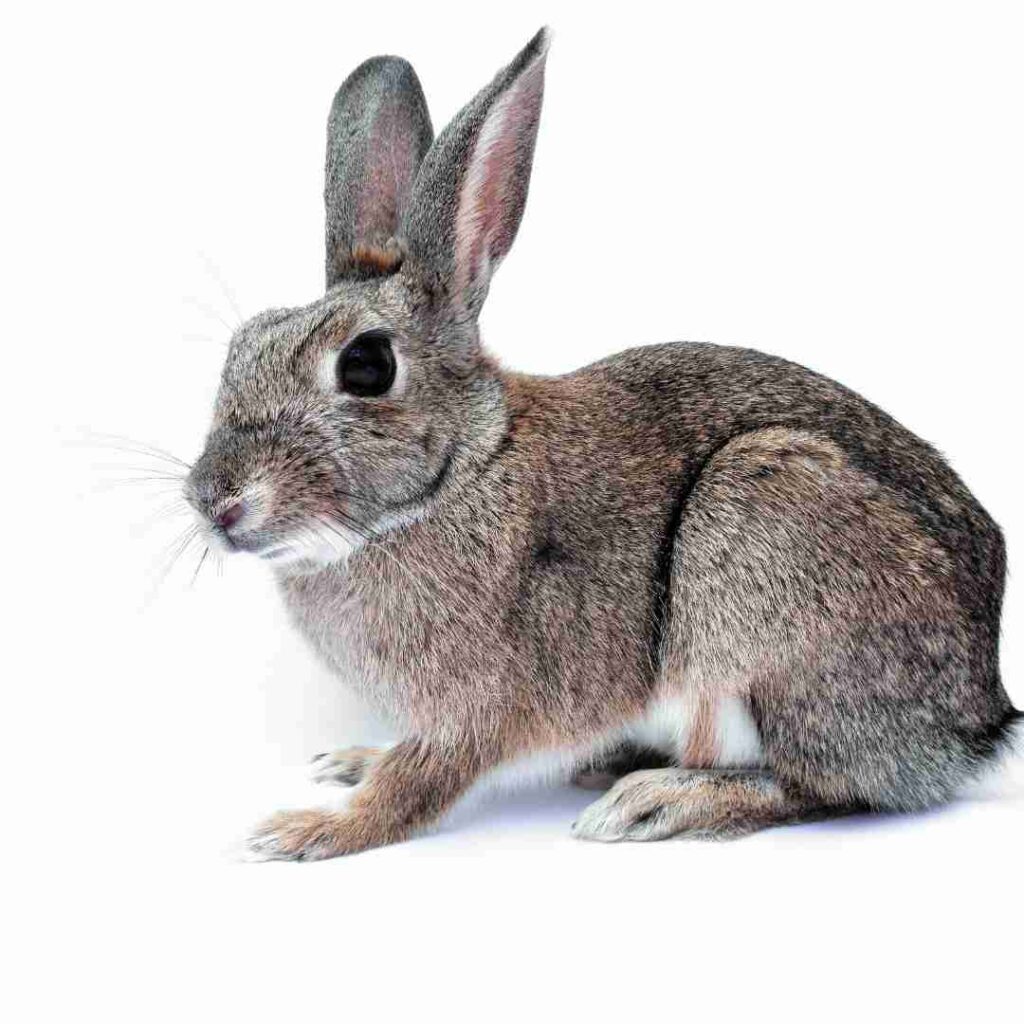is rabbit compatible with dragon