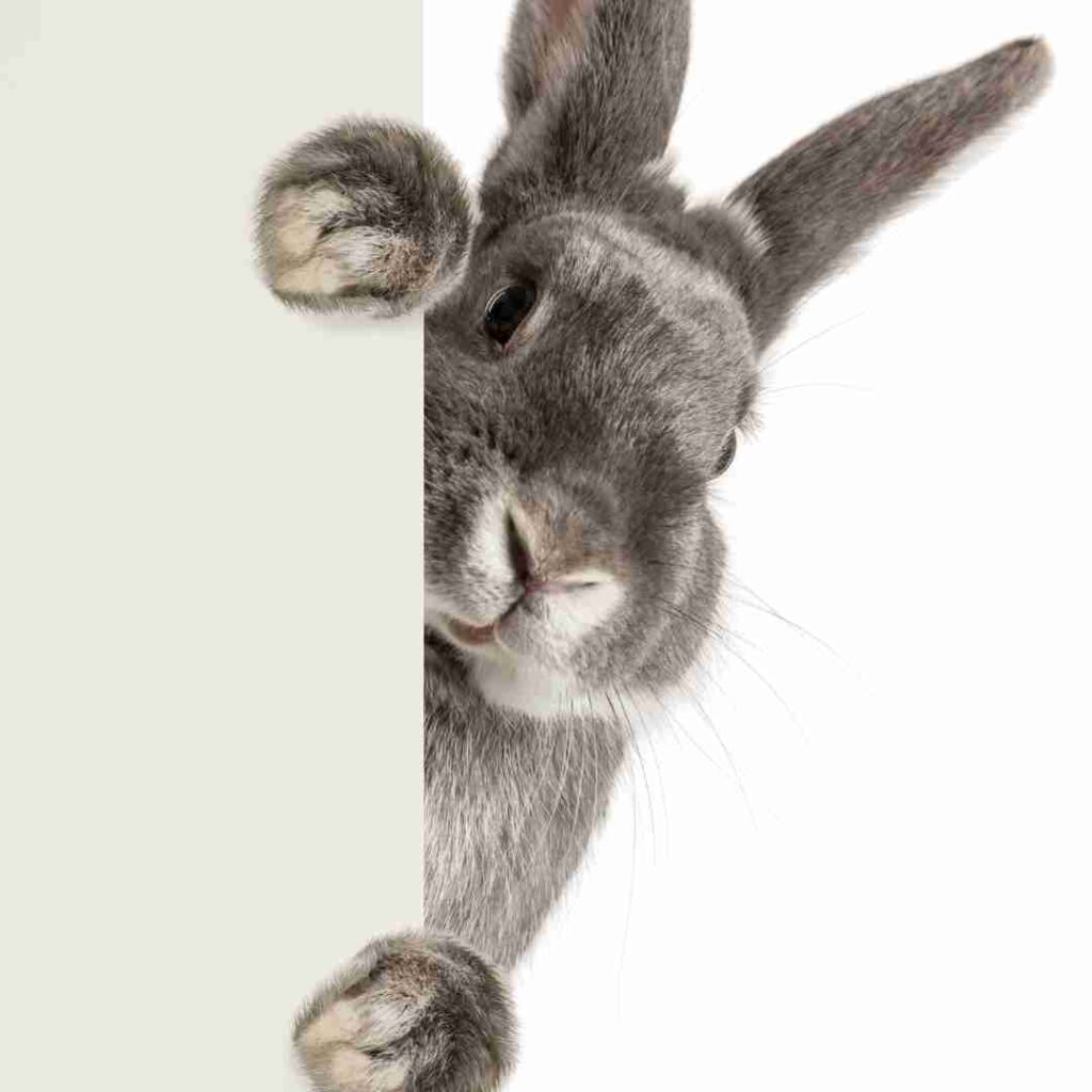 is rabbit considered a rodent