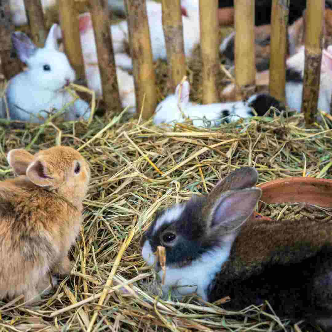 Is Rabbit Considered Poultry? Understanding Rabbit Meat Classification