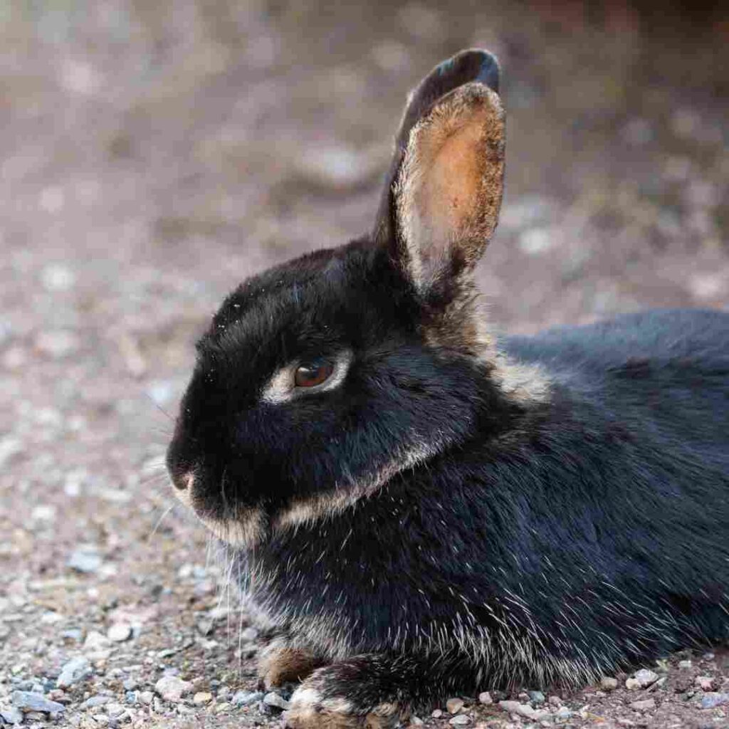 is rabbit compatible with horse