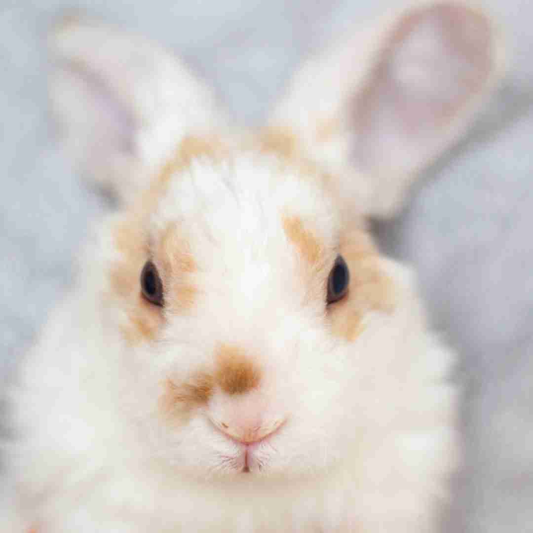 Understanding Rabbit Insurance: Do You Really Need It?