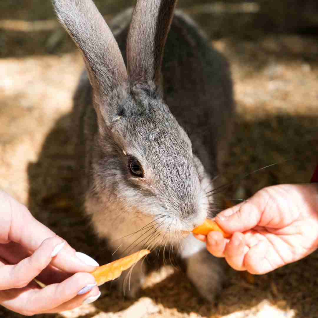 Do Rabbits Get Lonely Without Another Rabbit? Understanding Rabbit Social Behavior