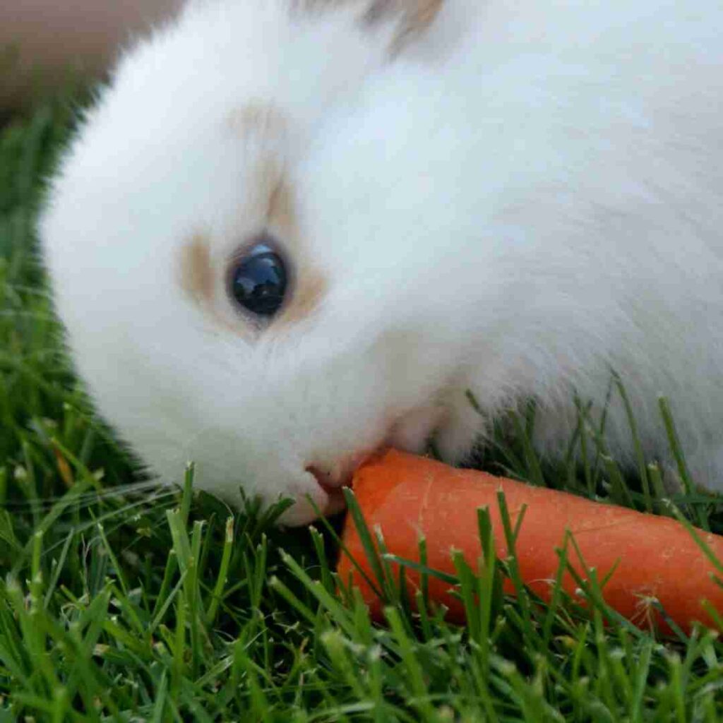 what does rabbit insurance cover
