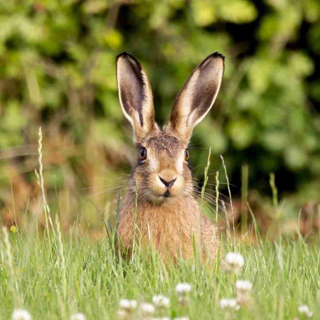 how is rabbit fever spread