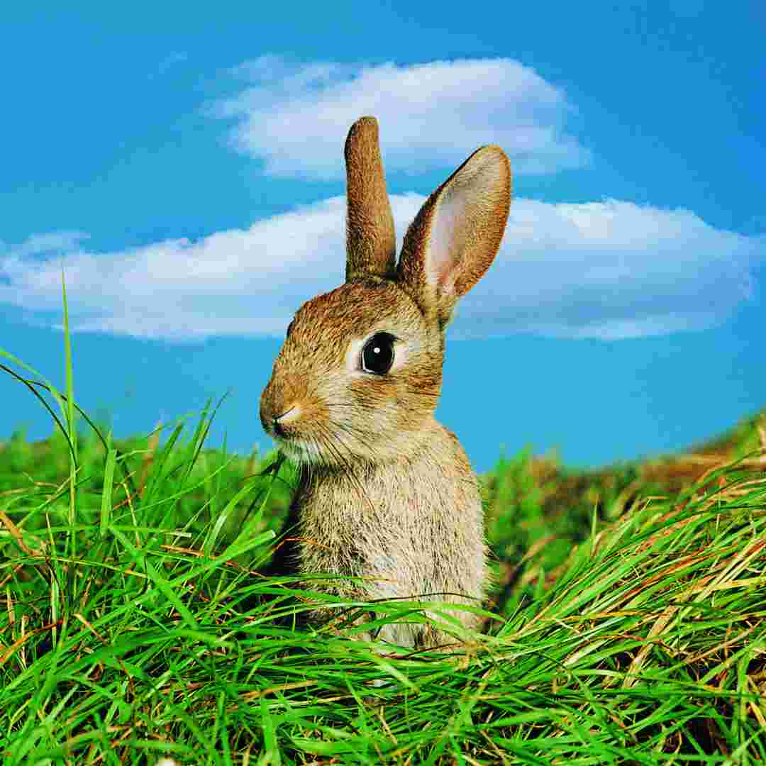 How Is Rabbit Hemorrhagic Disease Spread? Understanding the Causes and Prevention