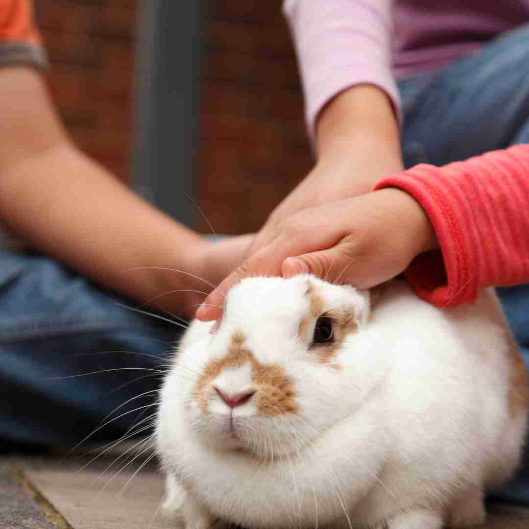 What Do You Need for Rabbits? A Comprehensive Guide