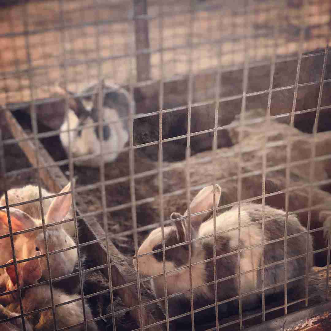Used Rabbit Bedding: Disposal and Recycling Options