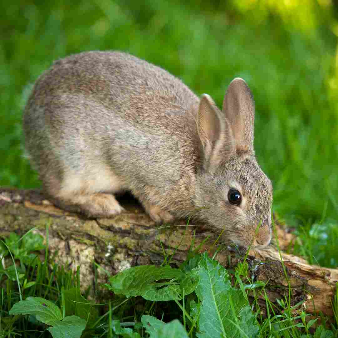 why do i have rabbits in my yard