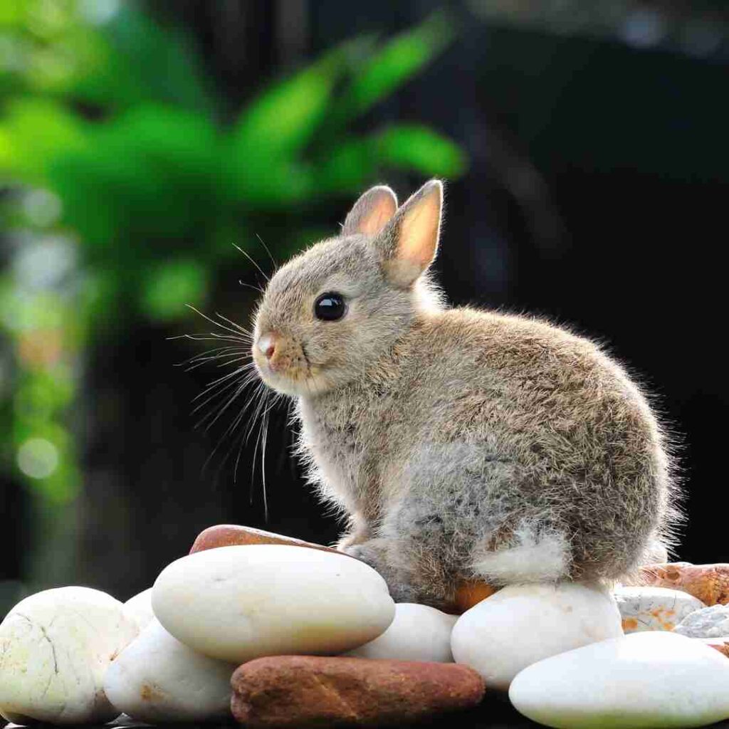 why can't you have rabbits in qld