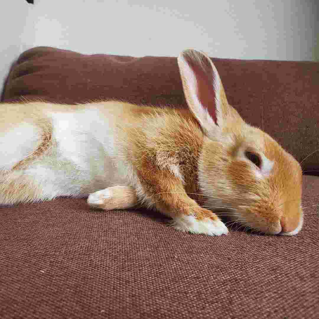 Signs of a Dead Rabbit: How to Tell If Your Rabbit has Passed Away