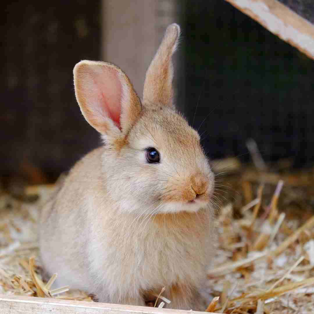 how to know if your rabbit likes you