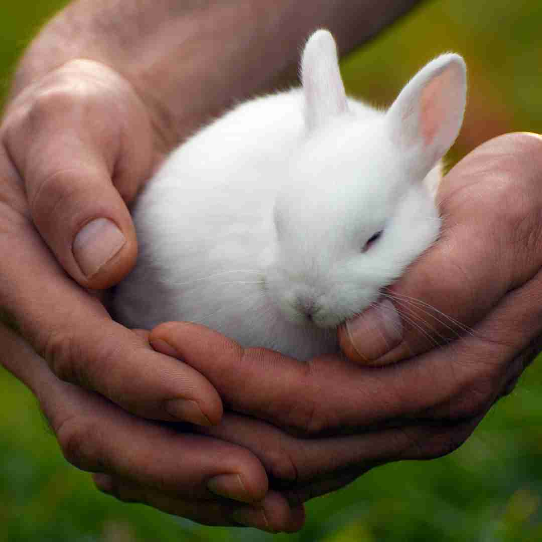 how to know if your rabbit is feeling cold