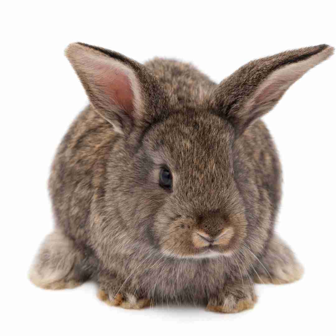How to Know if Your Rabbit is Happy: Signs and Behaviors to Look Out For