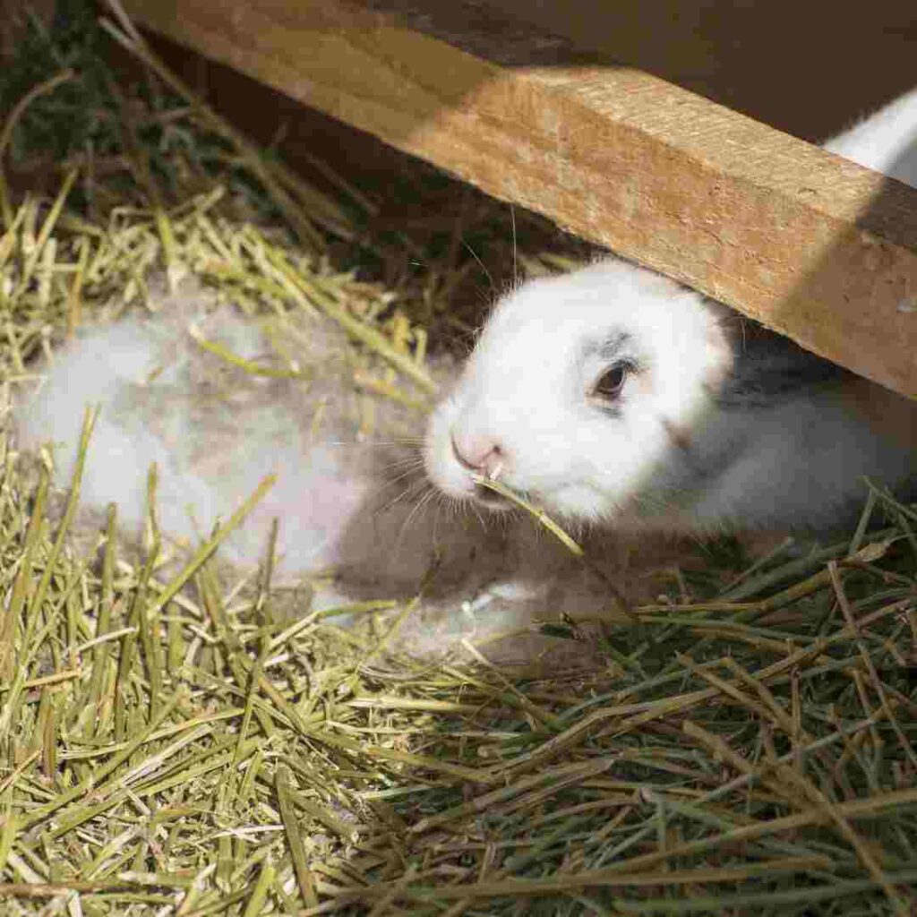 do rabbit use shampoo