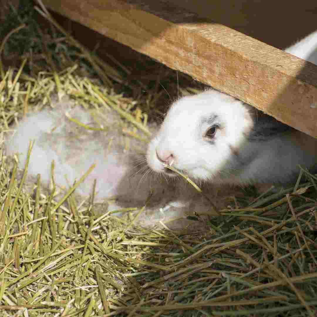 Do Rabbits Use Shampoo? Exploring Bunny Grooming Habits