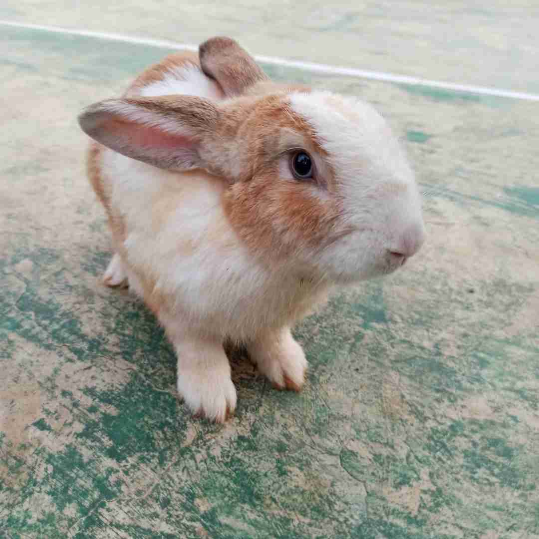 Is Rabbit Fur Waterproof? Exploring the Hydrophobic Properties of Bunny Coats