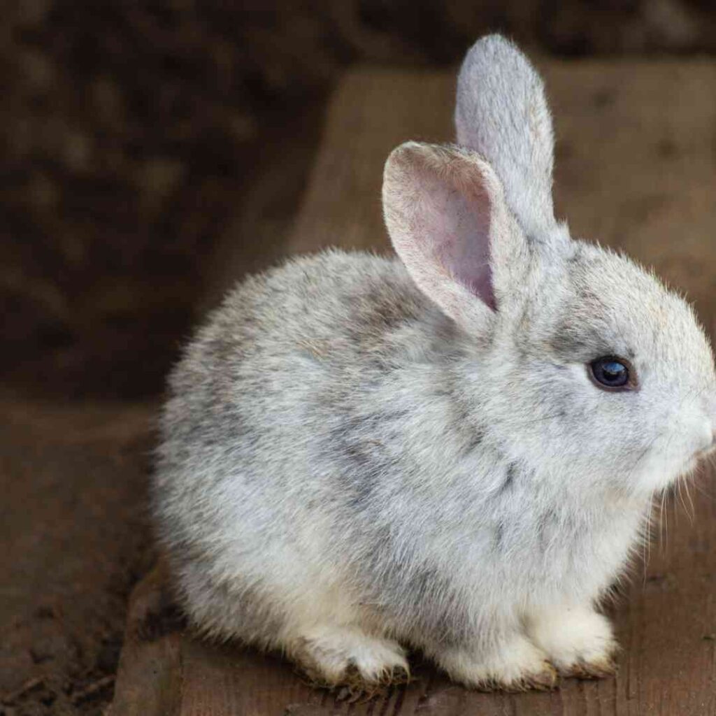What to Buy for Your Bunny: A Complete Shopping Guide