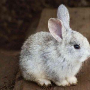 What to Buy for Your Bunny: A Complete Shopping Guide