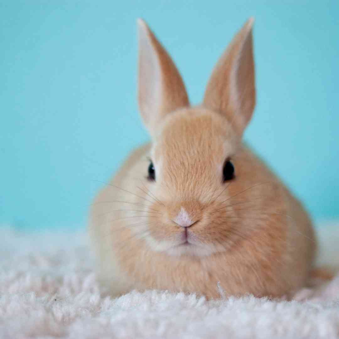 what to buy rabbit