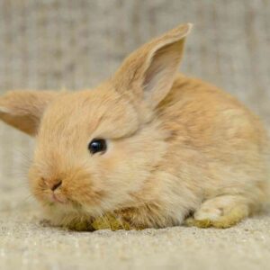 What to Buy for Your Rabbit: A Complete Shopping Guide