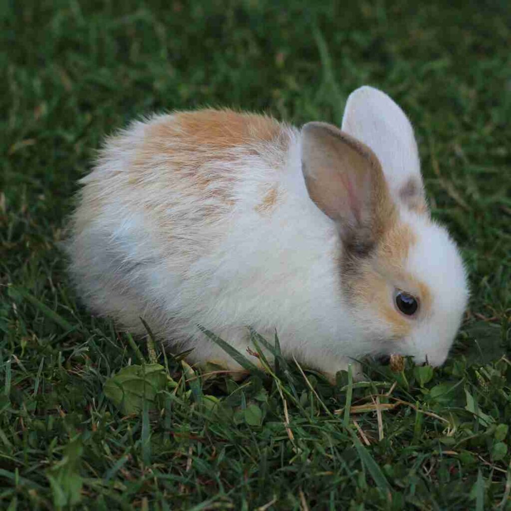 is rabbit fur waterproof