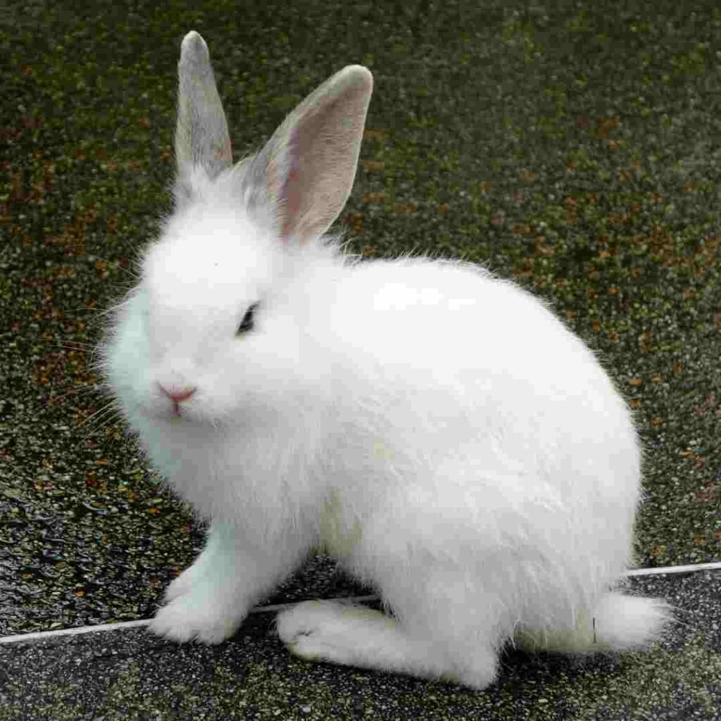 is rabbit fur soft