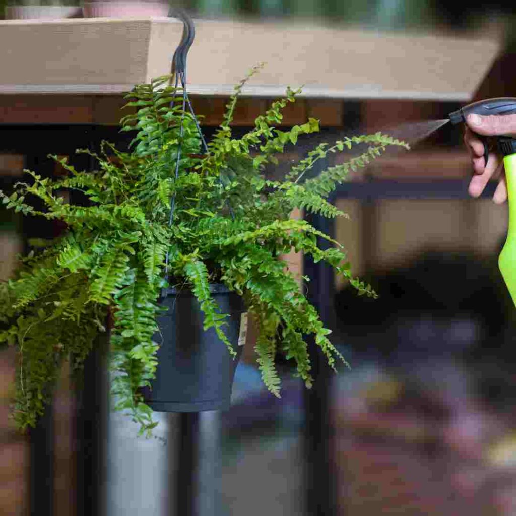 is rabbit foot fern toxic to cats