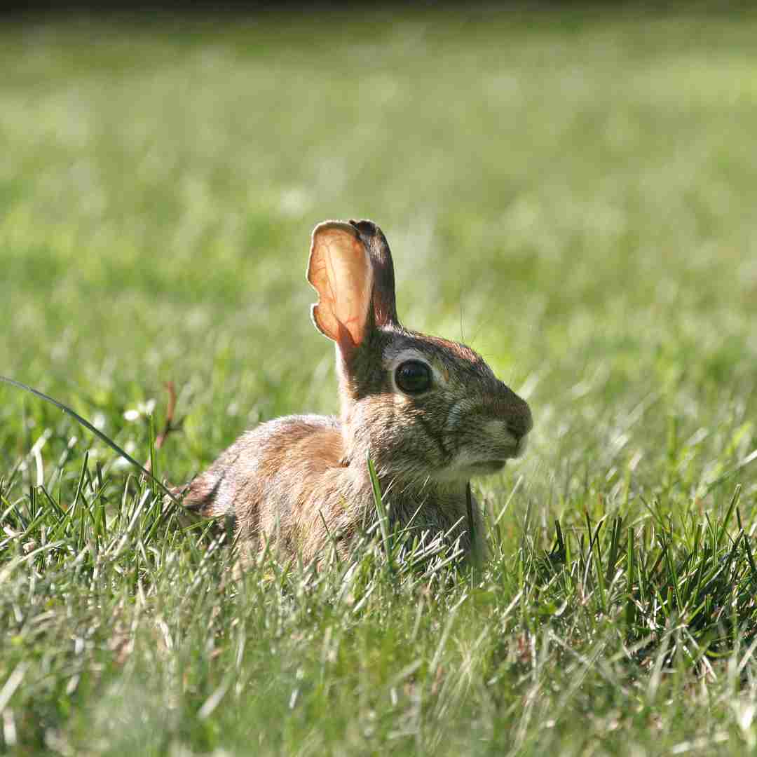 Are Rabbit Feet Good for Dogs? Exploring the Benefits and Risks of Bunny Treats