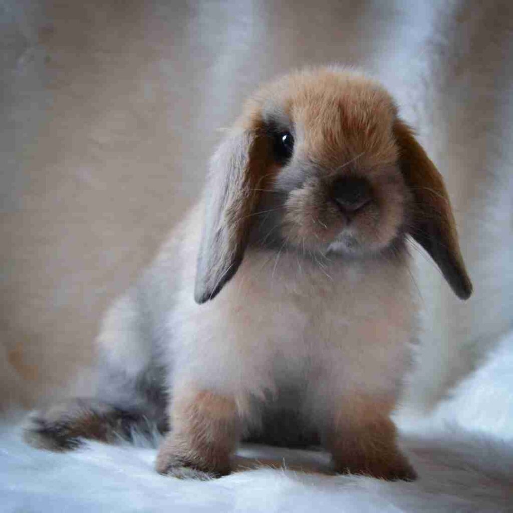 is rabbit fur ethical