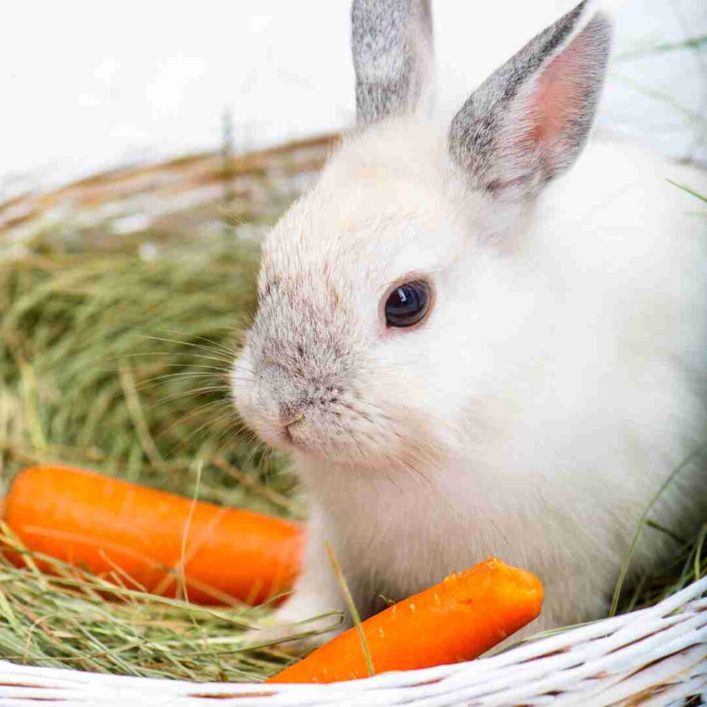 is rabbit food bad for dogs