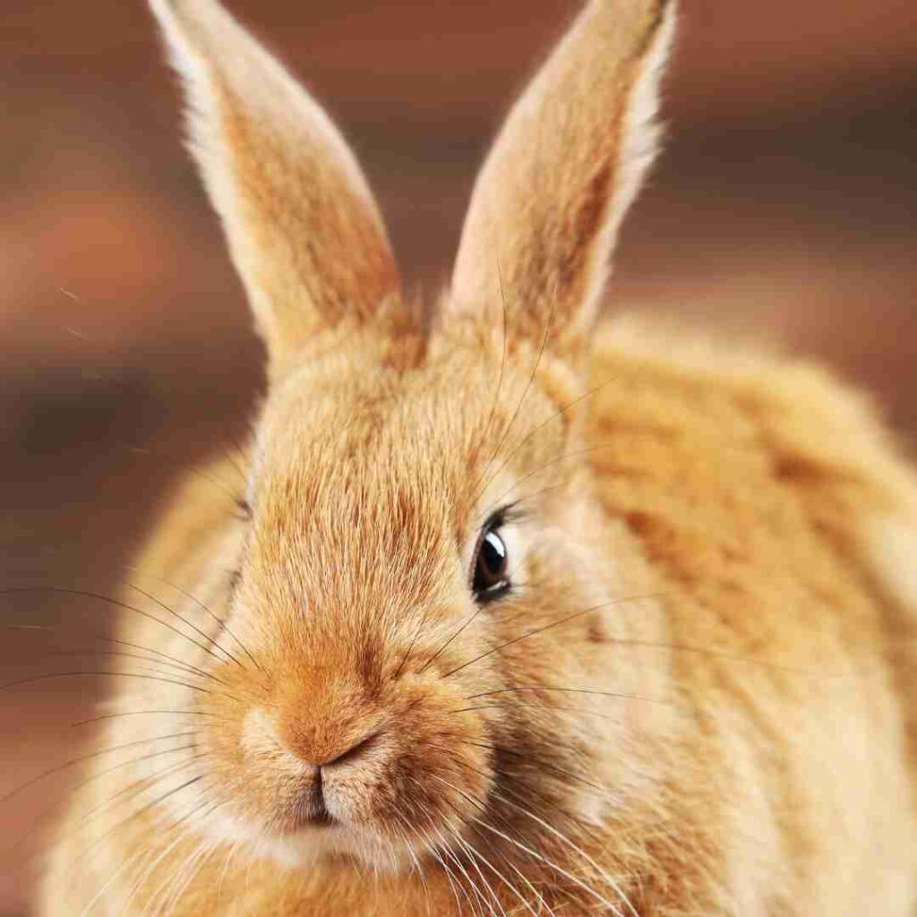 is rabbit fur expensive