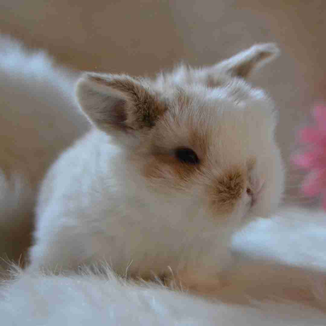 what is the most beautiful rabbit in the world