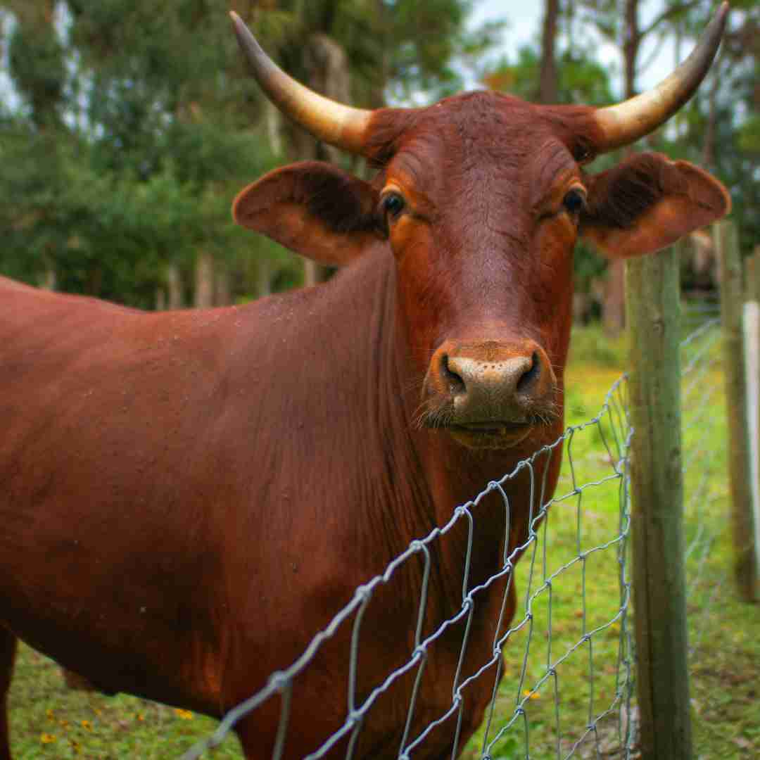 Is Rabbit Compatible with Ox? Understanding Animal Compatibility