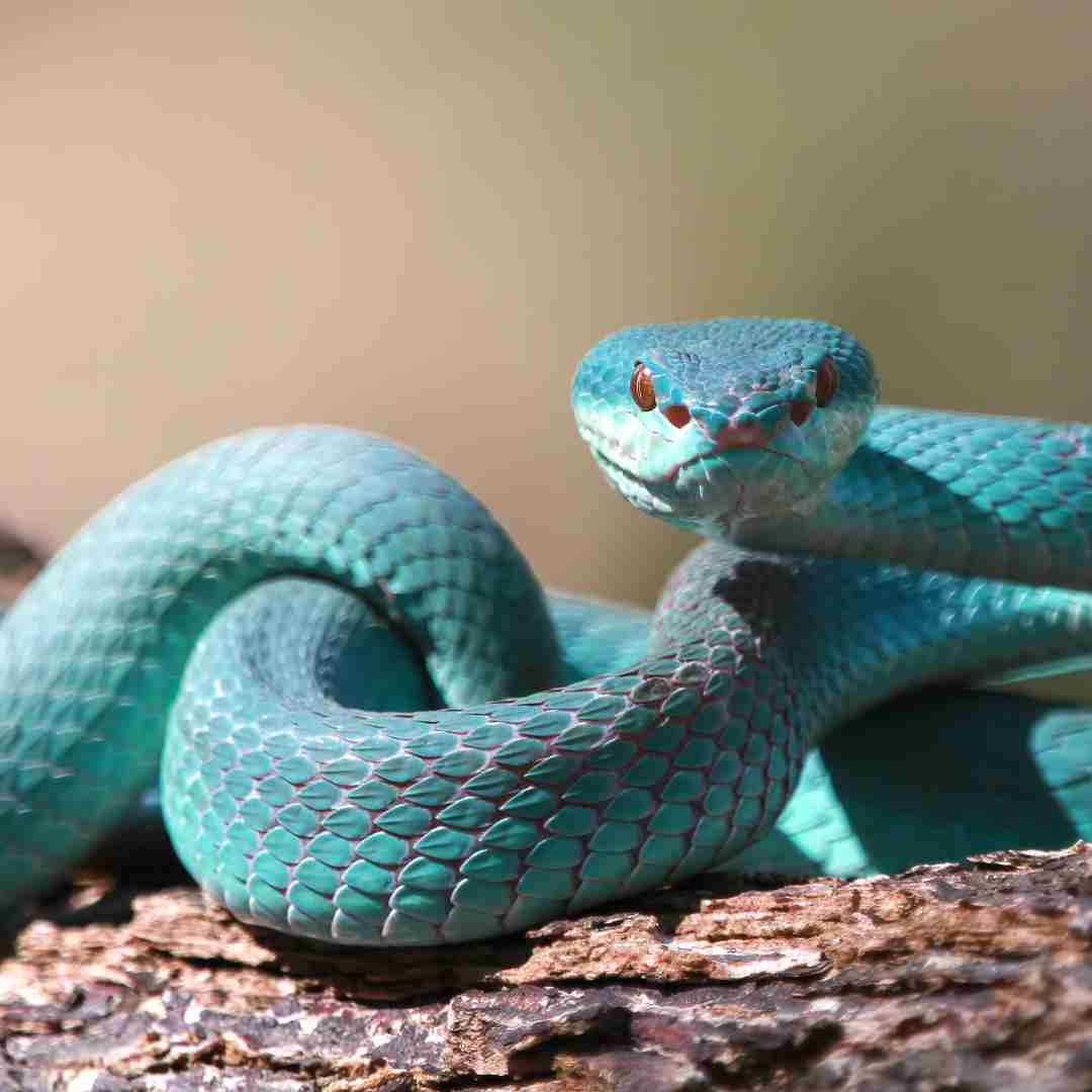 Is Rabbit Compatible with Snake? Exploring Animal Compatibility